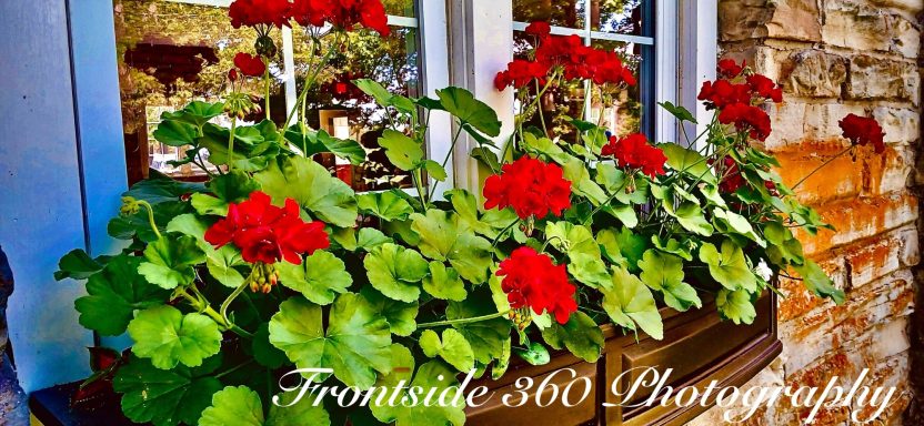 Vibrant red geraniums in a window box against a stone wall.