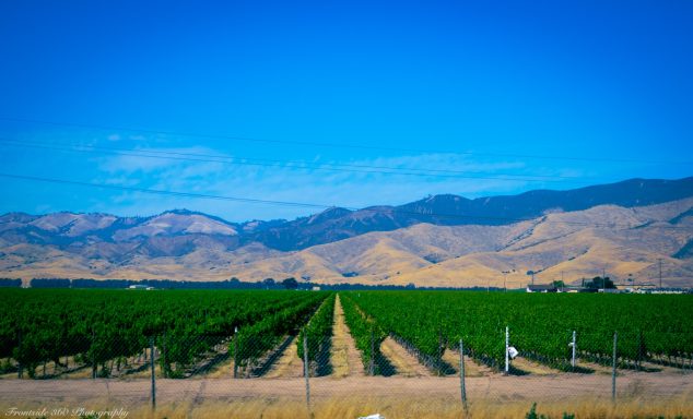 Vast vineyard rows under a clear blue sky with distant mountains.
