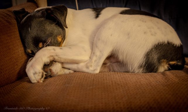 Pet Photography